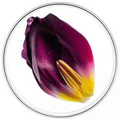 Phytocyane Behandlung gegen Haarausfall Frauen Trio