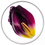 Phytocyane Behandlung gegen Haarausfall Frauen Trio